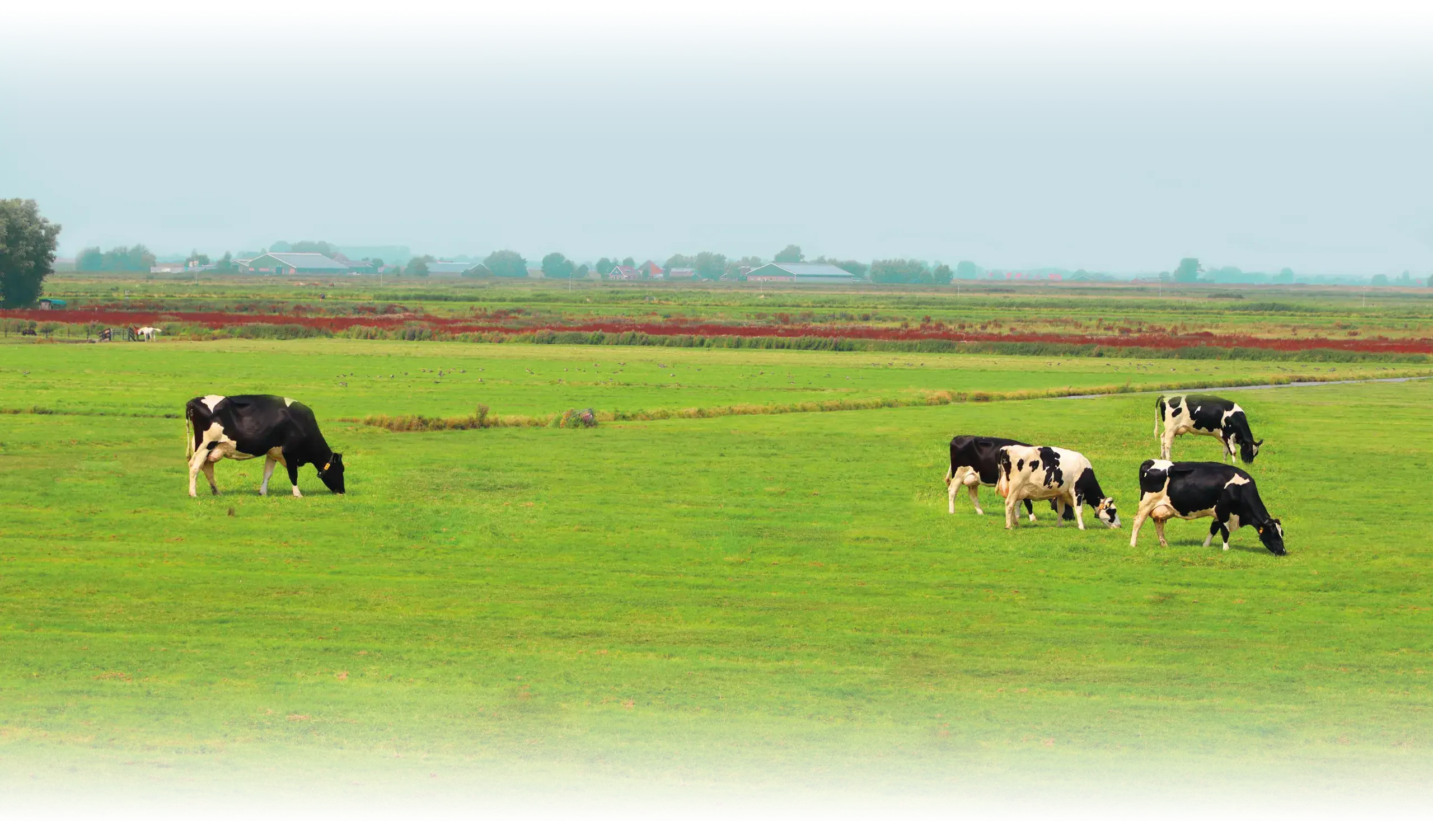 Campo verde con vacas pastando